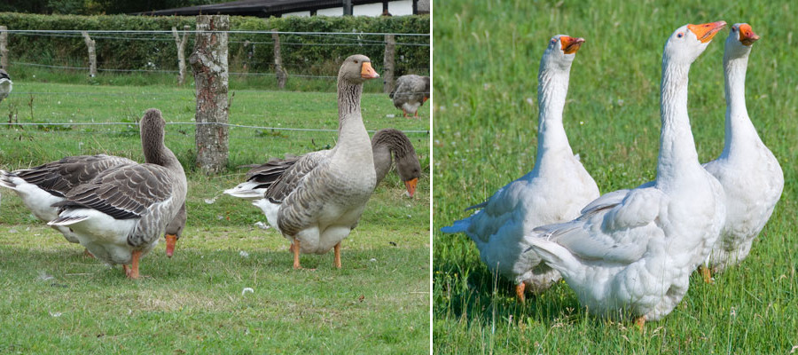 Ochrana zvířat DYKON